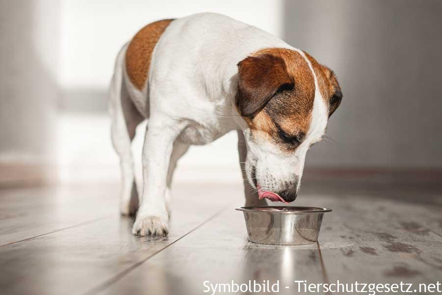 Hunde nach Alter füttern
