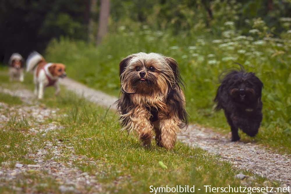 garten-hund
