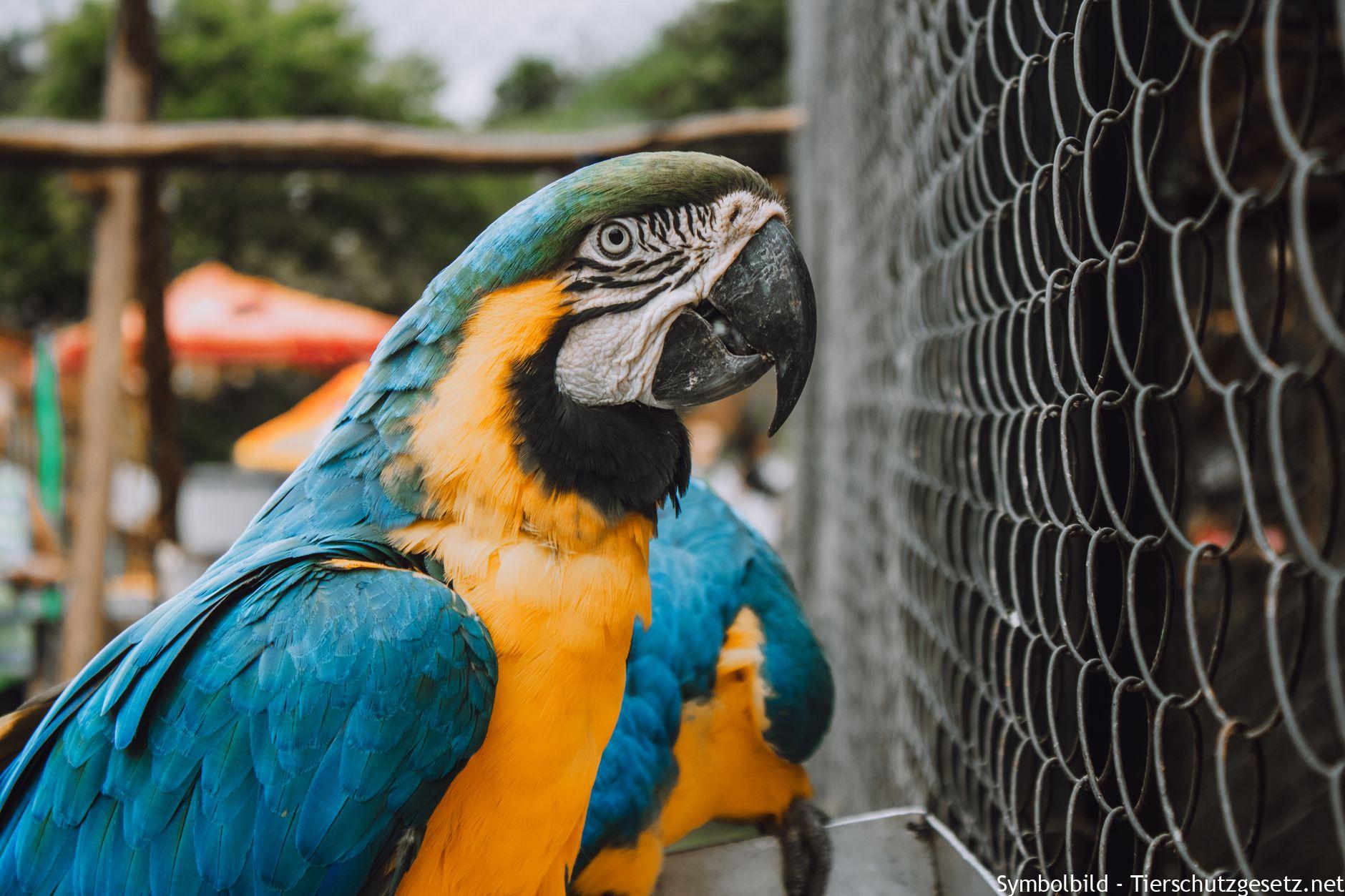 Exotische Haustiere: Warum Haltung und Kauf tierschutzrechtlich problematisch sind