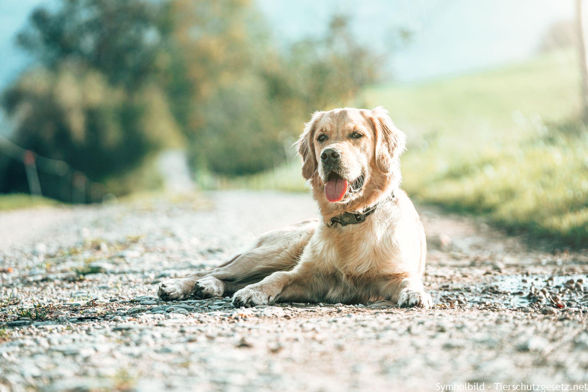 Haustiere bei Hitze schützen: Gefahren für Hunde erkennen und handeln