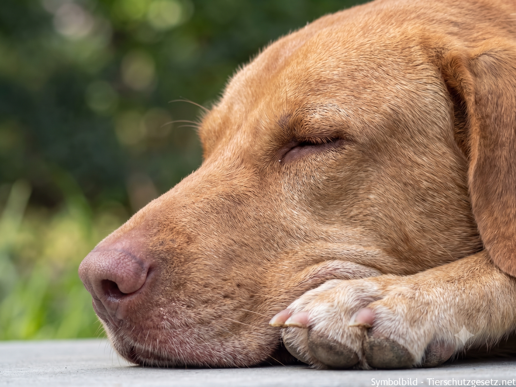 Hund aus dem Auslandstierschutz adoptieren: Darauf sollte geachtet werden