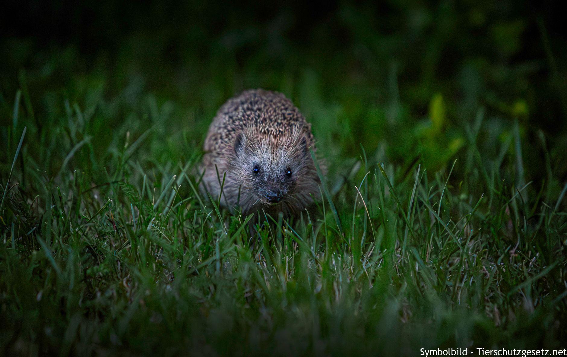 Igel im Garten helfen: Das richtige Futter und was Igel wirklich brauchen