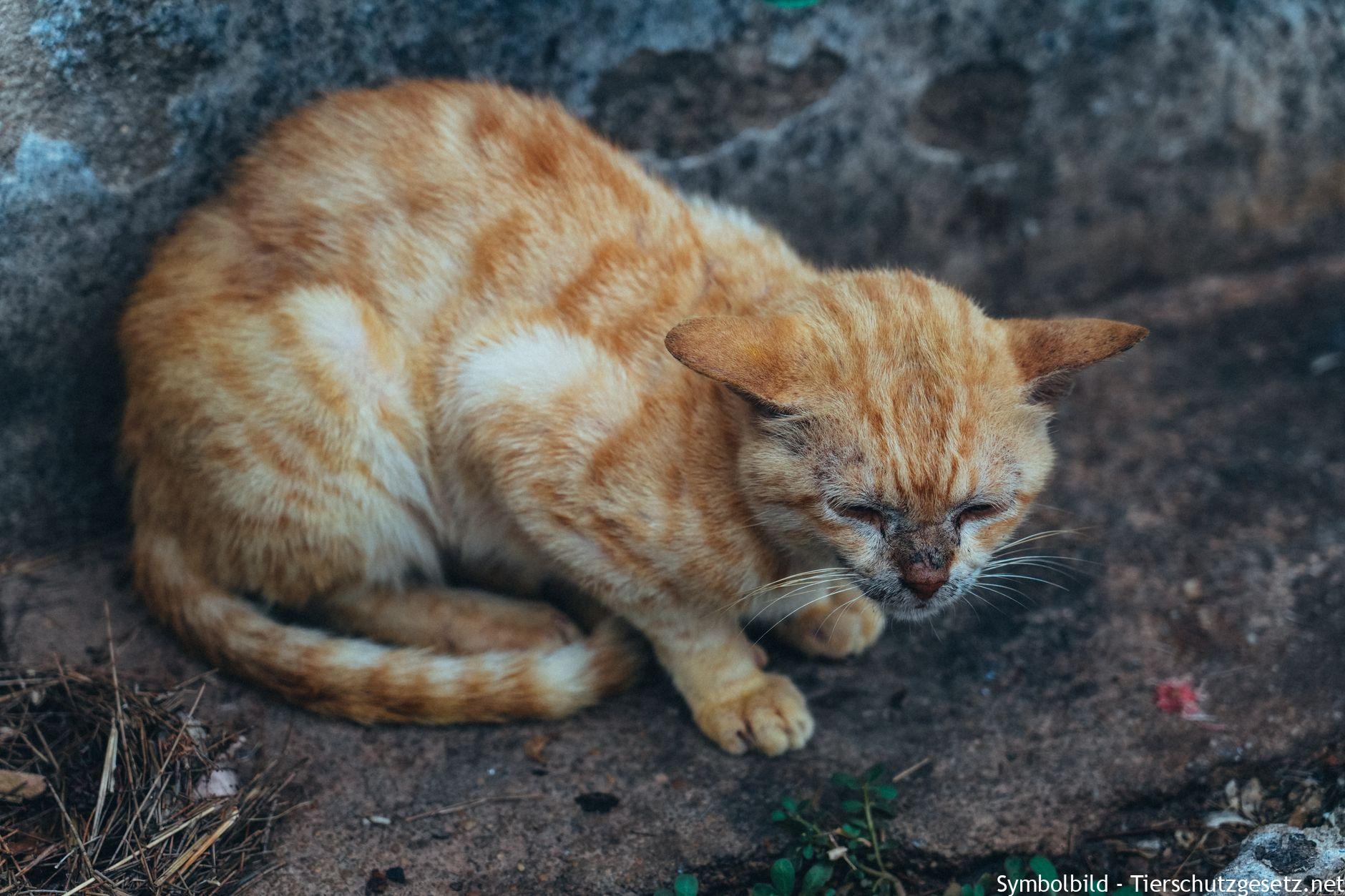 Katze gefunden: Besitzer ermitteln und wann das Tier ins Tierheim muss
