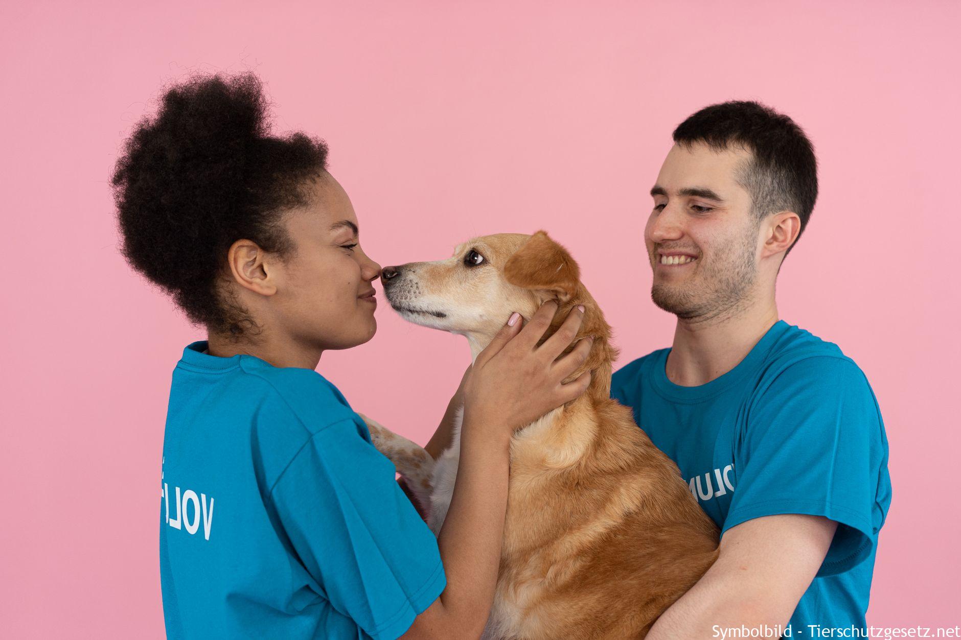 Tier aus dem Tierheim adoptieren: Ablauf Schritt für Schritt erklärt